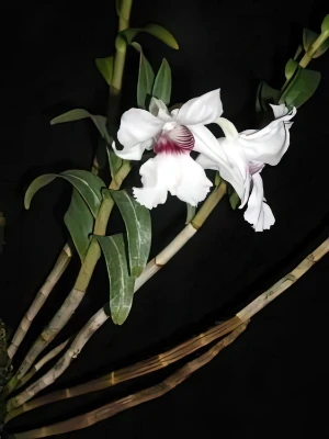 Bild von Dendrobium sanderae 3